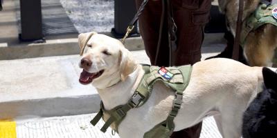Porque ellos también lo merecen: nuevos espacios para binomios caninos