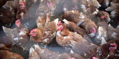 Realizadas más de 27 mil pruebas de laboratorio para la protección aviar