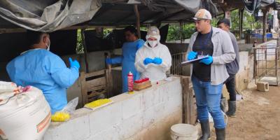 Realizan muestreo de porcinos en Zacapa
