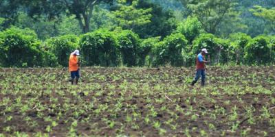 Semilla certificada, clave para el desarrollo agrícola de comunidades rurales