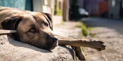Una fecha para mirar los ojos del abandono