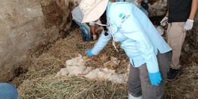 Promueven compostaje como método sostenible para manejo de mortalidad avícola