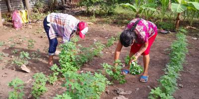 Cosechan alimentos en huertos comunales para autoconsumo 