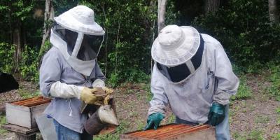 Impulsan acciones para el fortalecimiento de la apicultura en Petén