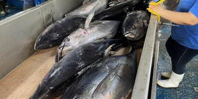 Inspeccionan buque de atún en Puerto Quetzal
