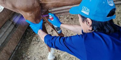 Mantienen acciones para controlar y prevenir el Gusano Barrenador 