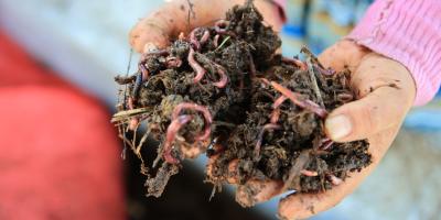 Productores de Chimaltenango apuestan por el lombricompost