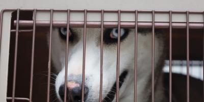 Salvaguardan a canino que vivía en condiciones de maltrato en zona 18