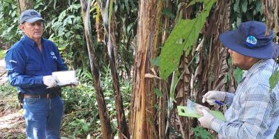 Confirman ausencia de Fusarium Raza 4 en musáceas y fortalecen vigilancia activa 