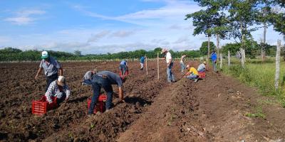 Entregan pilones de chile cobanero a productores de La Libertad