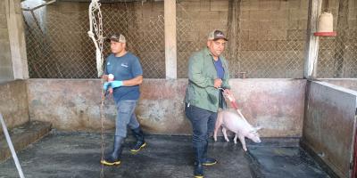 Fortalecen vigilancia epidemiológica y atención sanitaria en cerdos de traspatio
