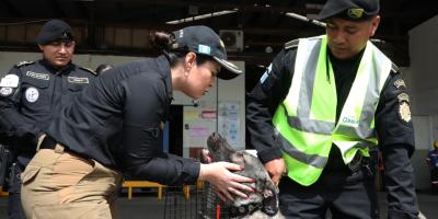 Nuevos ejemplares caninos fortalecen lucha contra el crimen organizado
