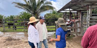 Seleccionan hembras bovinas para programa de IATF