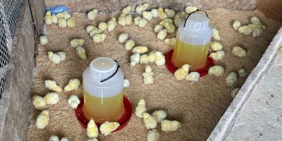 Entrega de más de 14mil pollos de engorde fortalece producción avícola en Petén 