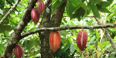Fichas agroeconómicas fortalecen la planificación y competitividad agrícola de Guatemala