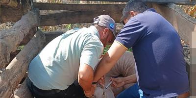 Fortalecen la sanidad de cerdos criollos en Santa Ana, Petén