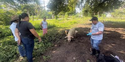 Jornada de vigilancia epidemiológica fortalece sanidad porcina en Escuintla