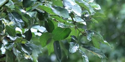 Se mantiene monitoreo agrometeorológico en 110 municipios por exceso de lluvias y riesgo agropecuario