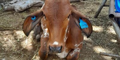Sistema Nacional de Trazabilidad refuerza control sanitario en la producción pecuaria