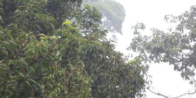 Lluvias incrementarán esta semana debido a sistemas de baja presión