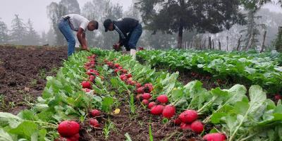Brindan asistencia técnica para mantenimiento de huerto escolar