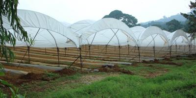 Descenso de temperaturas y vientos acelerados podrían afectar los cultivos esta semana