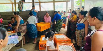 Entregan aves mejoradas a mujeres en Poptún 