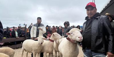 Feria del Cordero impulsa mejora genética en Huehuetenango