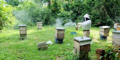Fortalecen sanidad apícola en la comunidad Cruce a Dos Aguadas