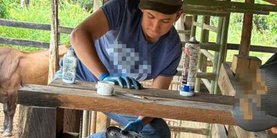 Mantienen acciones de vigilancia epidemiológica para combatir al Gusano Barrenador