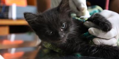 No deje que las pulgas incomoden a su mascota