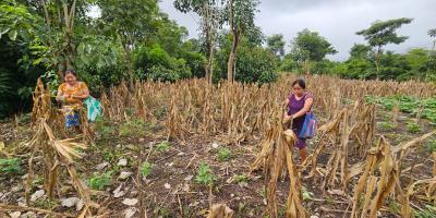 Productores de Nuevo San Francisco reciben asistencia para mejorar producción de cultivos