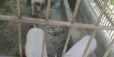 Productores porcinos capacitados en gestión integral de la producción y comercialización