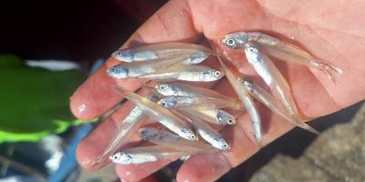 Realizan monitoreo biológico de manjúa en Puerto Barrios