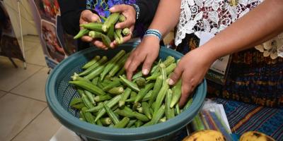 Beneficios y potencial del cultivo de okra 