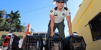 Provial impulsa el bienestar animal con apoyo de la Unidad de Bienestar Animal del MAGA
