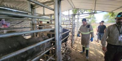 Ministra Rivera Dávila supervisa corrales de inspección para el control del Gusano Barrenador