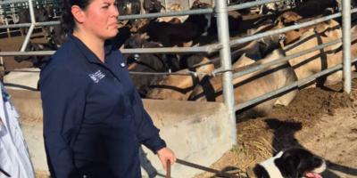 Ministra Rivera Dávila supervisa uso de binomios caninos para detectar Gusano Barrenador en Petén