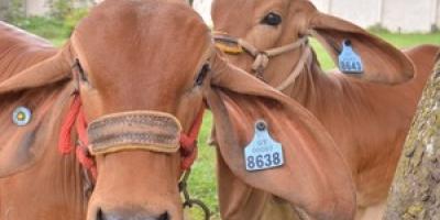 Emitimos 602 Certificados de Registro Genealógico bovino correspondientes a ocho razas