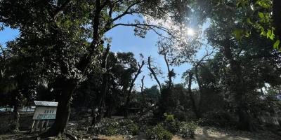  se comenzó con la poda de árboles en la cabecera norte del aeródromo, específicamente en el área de mangales ubicada dentro del complejo deportivo. 