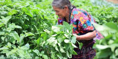 Acciones de agricultura familiar benefician a más de 112 mil pequeños productores en 2025