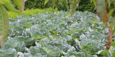 Bajas temperaturas podrían impactar los cultivos de 79 municipios