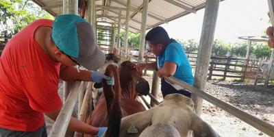 Brindan asistencia técnica para control zoosanitario de bovinos