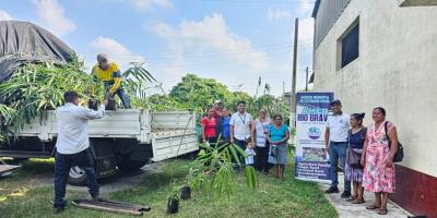 Impulsan cultivo de bambú en Suchitepéquez