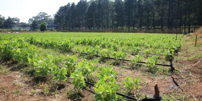 Ingresa nuevo frente frío y alertan al agro ante posibles heladas