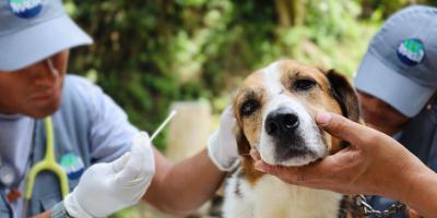 Los chequeos veterinarios dejan mascotas felices y dueños tranquilos