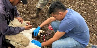 Más de 10 mil animales inspeccionados en una semana por Gusano Barrenador