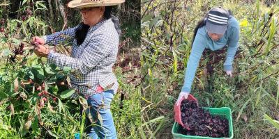 Mujeres rurales de Izabal fortalecen economía familiar al procesar rosa de Jamaica
