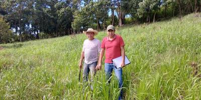 Pastos mejorados contribuyen a una ganadería más productiva y sostenible