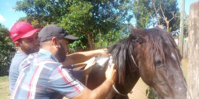 Realizan jornadas de vacunación pecuaria en Petén